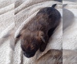 Small Photo #3 Cairn Terrier Puppy For Sale in WHITEWOOD, SD, USA