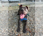 Small #1 American Staffordshire Terrier-Labrador Retriever Mix