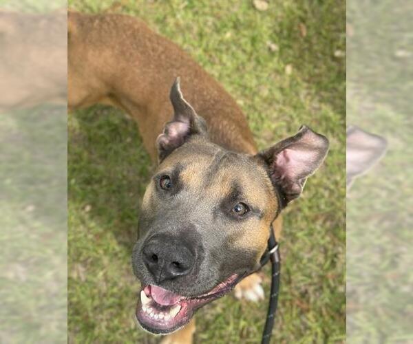 Medium Photo #1 American Staffordshire Terrier-German Shepherd Dog Mix Puppy For Sale in Fort Lauderdale, FL, USA
