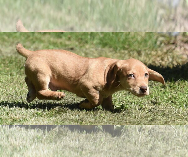 Medium Photo #2 Dachsador Puppy For Sale in Mechanicsburg, PA, USA