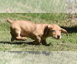 Small #1 Dachsador