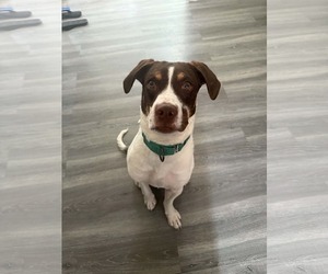 JAKE - Male Pointer-Unknown Mix Dog for Adoption - Photo #3
