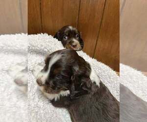English Springer Spaniel Puppy for sale in FAYETTE, OH, USA