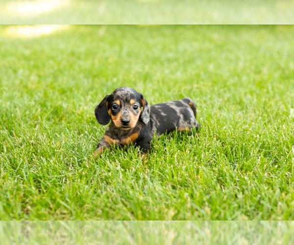 Medium Photo #3 Dachshund Puppy For Sale in MILFORD, IN, USA