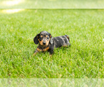 Small #2 Dachshund