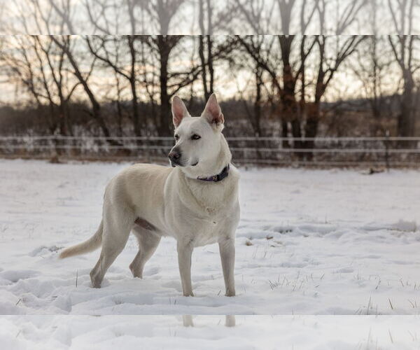 Medium Photo #13 Mutt Puppy For Sale in Princeton, MN, USA