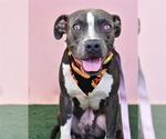 Small American Pit Bull Terrier