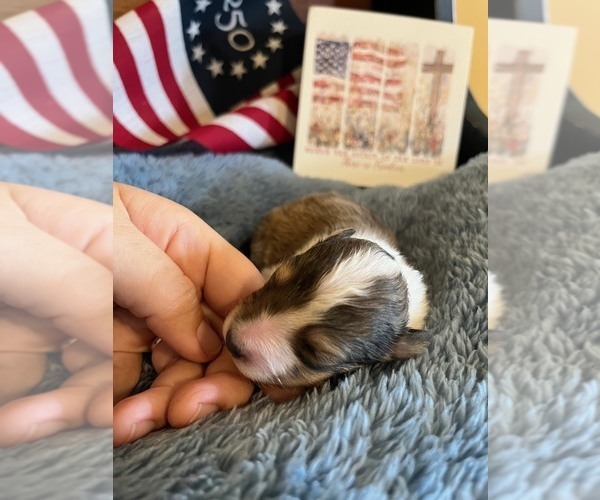 Medium Photo #1 Shetland Sheepdog Puppy For Sale in KINGSPORT, TN, USA