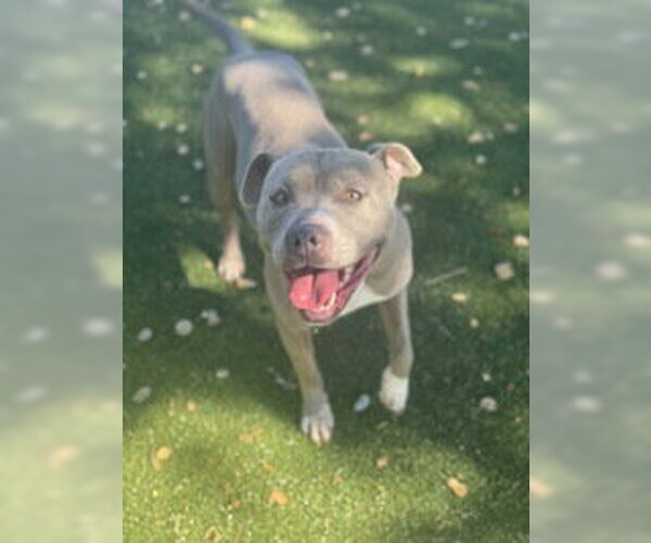 Medium Photo #1 American Pit Bull Terrier Puppy For Sale in Salinas, CA, USA
