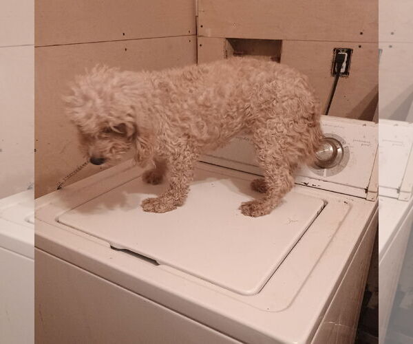 Medium Photo #2 Cavapoo Puppy For Sale in Bonifay, MO, USA