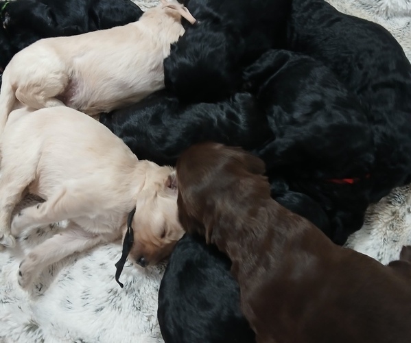 Medium Photo #1 Poodle (Standard)-Schnoodle (Giant) Mix Puppy For Sale in ANDERSON, CA, USA