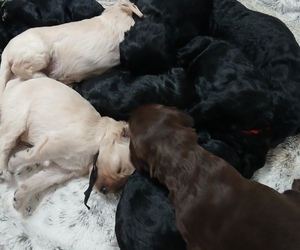 Poodle (Standard)-Schnoodle (Giant) Mix Litter for sale in ANDERSON, CA, USA