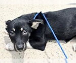 Small Australian Kelpie