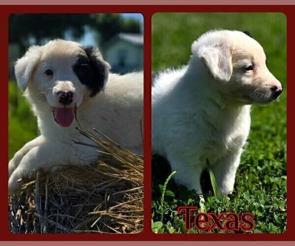Medium Photo #46 Border Collie Puppy For Sale in BROOKFIELD, MO, USA