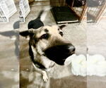 Small #2 German Shepherd Dog