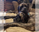 Small #3 Mastiff