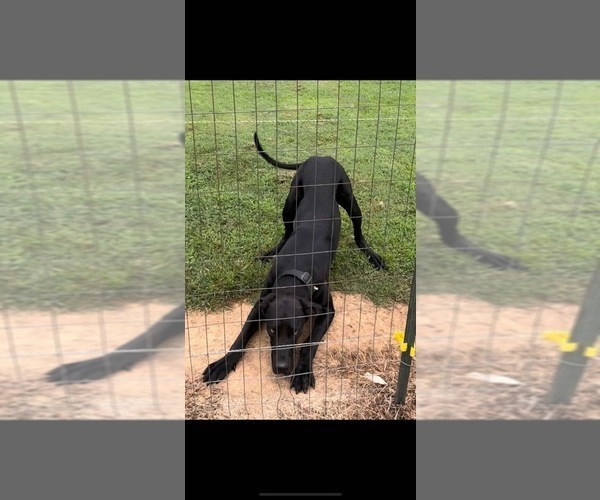 Medium Photo #1 Great Dane Puppy For Sale in MARSHVILLE, NC, USA