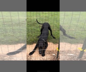 Father of the Great Dane puppies born on 09/05/2025