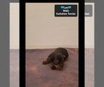 Small Photo #2 Yorkshire Terrier Puppy For Sale in TUCSON, AZ, USA