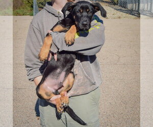 Tommy - Male German Shepherd Dog-Unknown Mix Dog for Adoption - Photo #4