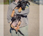 Small Photo #4 German Shepherd Dog-Unknown Mix Puppy For Sale in Huntley, IL, USA