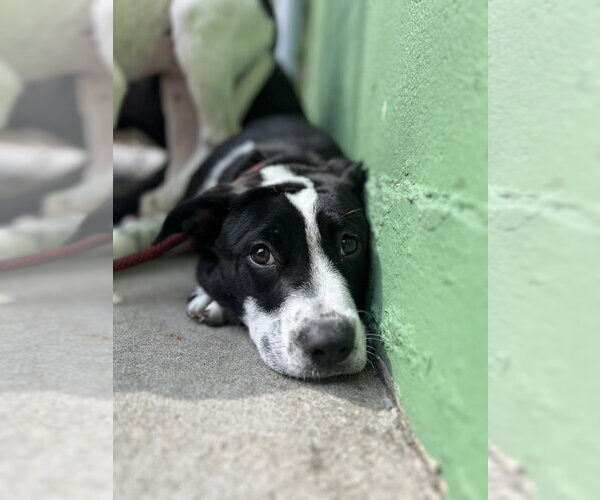 Medium Photo #5 Mutt Puppy For Sale in Elmsford, NY, USA