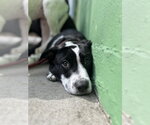 Small #4 Mutt