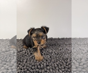 Yorkshire Terrier Puppy for sale in ATCO, NJ, USA