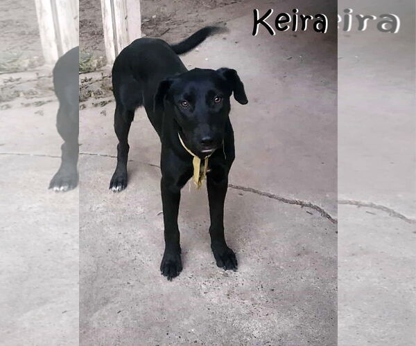 Medium Photo #1 Mutt Puppy For Sale in Unionville, PA, USA