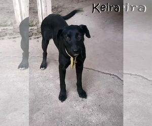 Mutt Dogs for adoption in Unionville, PA, USA