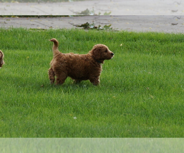 Medium Photo #10 Goldendoodle (Miniature) Puppy For Sale in MILLERSBURG, OH, USA