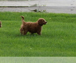 Small #9 Goldendoodle (Miniature)