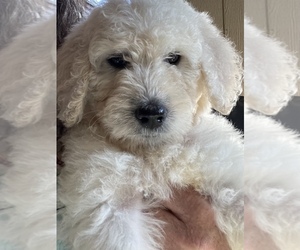 Goldendoodle Puppy for Sale in GRAHAM, North Carolina USA