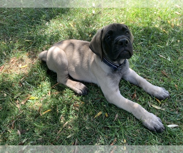 Medium Photo #5 Mastiff Puppy For Sale in TEMECULA, CA, USA