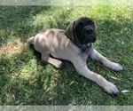 Small Photo #5 Mastiff Puppy For Sale in TEMECULA, CA, USA