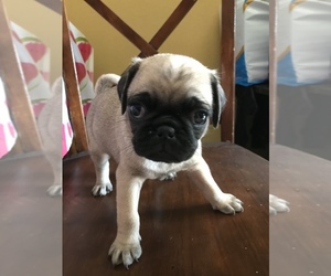 Pug Puppy for sale in BAKERSFIELD, CA, USA