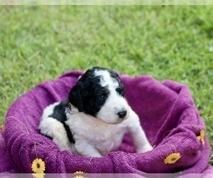 Poodle (Standard) Puppy for sale in VIRGINIA BEACH, VA, USA