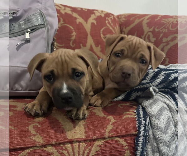 Medium Photo #8 Mutt Puppy For Sale in Philadelphia, PA, USA