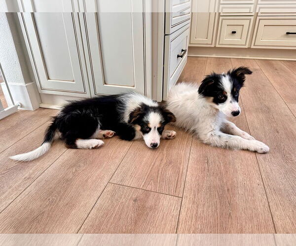 Medium Photo #4 Australian Shepherd-Unknown Mix Puppy For Sale in Newport Beach, CA, USA