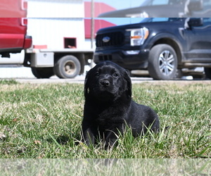 Labrador Retriever Puppy for Sale in WEST TERRE HAUTE, Indiana USA