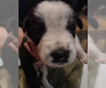 Puppy Stripe Australian Shepherd