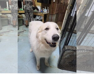 Miss Fuzzy Britches - Female Great Pyrenees Dog for Adoption - Photo #2