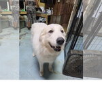 Small Photo #2 Great Pyrenees Puppy For Sale in Tracy City, TN, USA