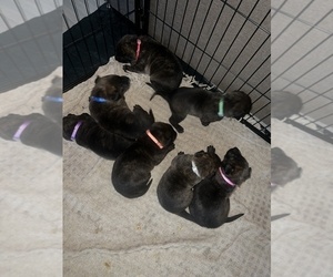 Dutch Shepherd Dog Litter for sale in PLUMAS LAKE, CA, USA