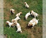 Small Photo #8 Spanish Pointer Puppy For Sale in CATALPA, VA, USA