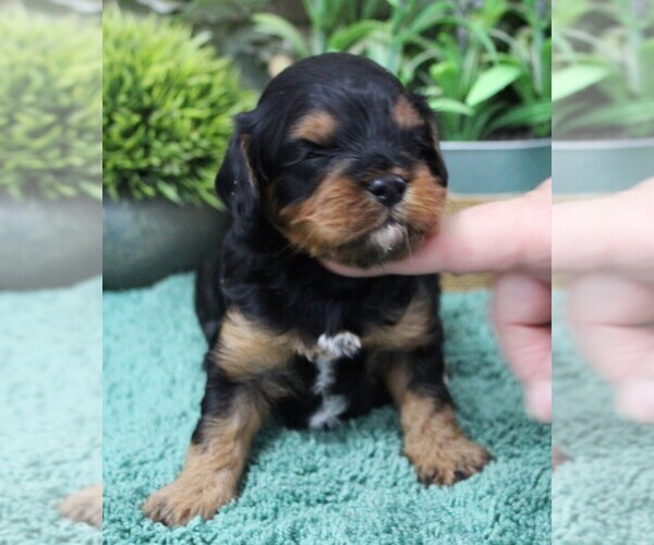 Medium Photo #1 Cavapoo (Miniature) Puppy For Sale in CARLISLE, KY, USA