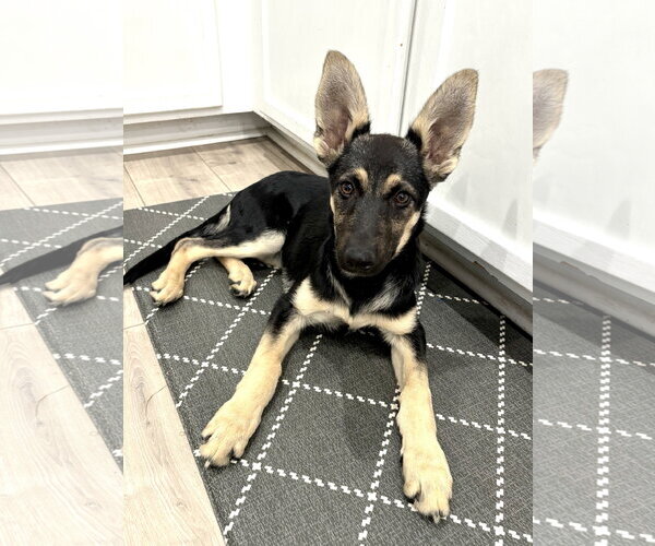 Medium Photo #9 German Shepherd Dog Puppy For Sale in Sandy, UT, USA