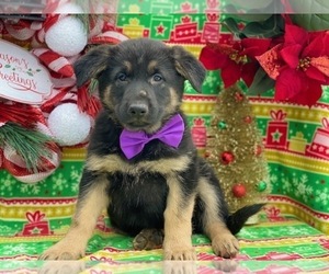 German Shepherd Dog Puppy for sale in LANCASTER, PA, USA