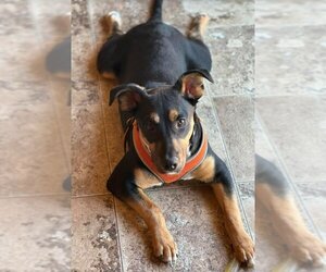German Pinscher-Unknown Mix Dogs for adoption in Sheboygan, WI, USA