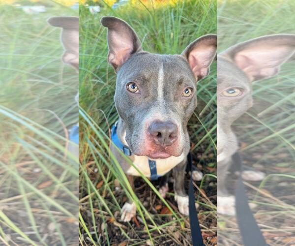 Medium Photo #12 Staffordshire Bull Terrier Puppy For Sale in Pompano Beach , FL, USA